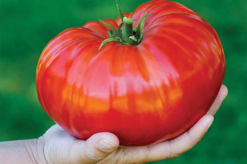 Tomato ‘SteakHouse’ (Burpee Home Gardens)