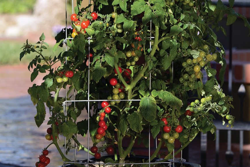 Tomato ‘Tidy Treats’ (PanAmerican Seed)