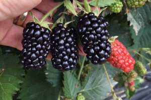 Blackberry ‘Prime-Ark Traveler’ (AgriStarts)