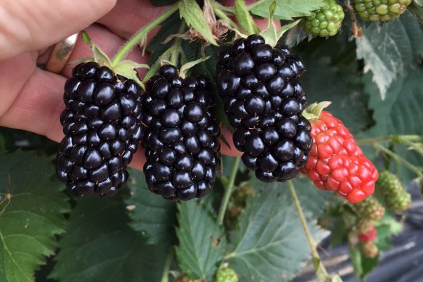 Blackberry ‘Prime-Ark Traveler’ (AgriStarts)