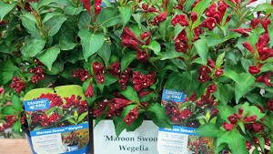 Van Belle Nursery Among Finalists for International Grower of the Year