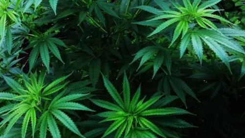 12 Legal Considerations For Potential Cannabis Production