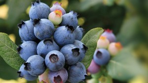 Attract Foodies To Your Store With These New Edibles