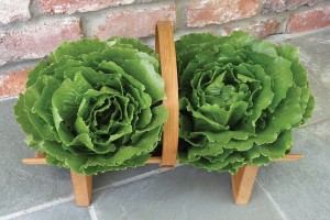 Crisphead Lettuce ‘Queen of Crunch’ (Renee’s Garden)
