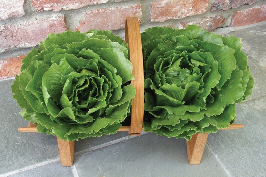 Crisphead Lettuce ‘Queen of Crunch’ (Renee’s Garden)