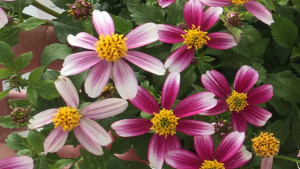 5 Greenhouse Variety Updates You Need To Know About