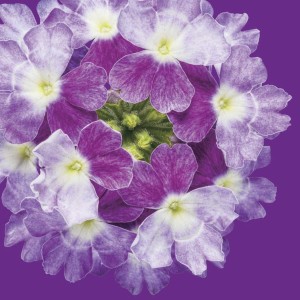 Verberna 'Superbena Sparkling Amethyst' from Proven Winners (2015 Massachusetts Horticultural Society Field Trials)