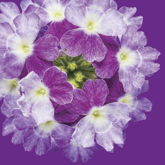 Verberna 'Superbena Sparkling Amethyst' from Proven Winners (2015 Massachusetts Horticultural Society Field Trials)
