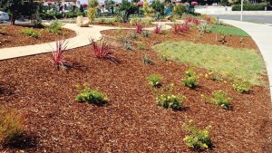 Drought Has Triggered A New Normal For The California Landscape