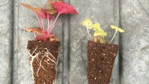 LED Lighting May Be The Next Frontier For Plant Nutrition