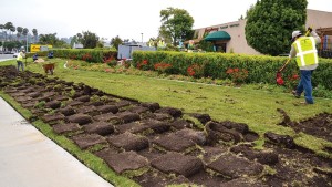 Why the Demand for Drought-Tolerant Plants Will Continue to Grow