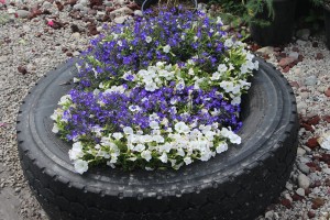 A Tire Becomes A Planter At Borzynski's Farm Market In Sturtevant, Wis.
