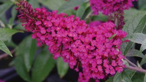 12 New Shrubs, Sub-Shrubs And Vines For 2016