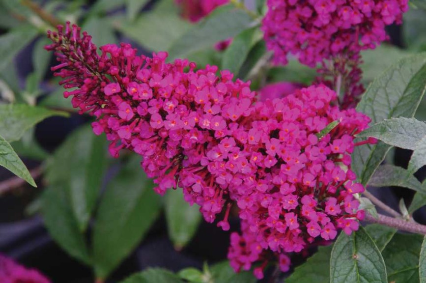 12 Shrubs, Sub-Shrubs And Vines For 2016