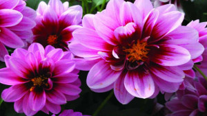 Dahlia Production Tips For High Quality Greenhouse Plants