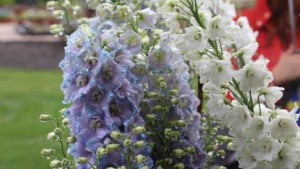 National Garden Bureau Names Four Crops For 2016 “Year Of The” Program