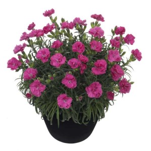 10 Perennials For 2016