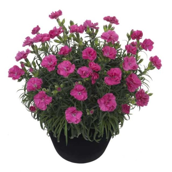 10 Perennials For 2016