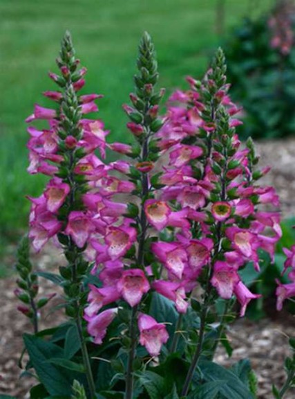 10 Perennials For 2016