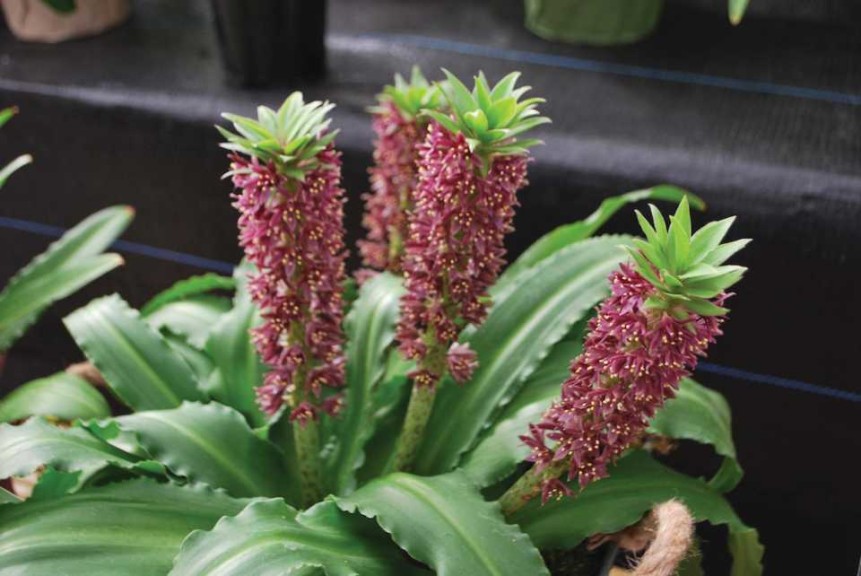 Eucomis Aloha Series