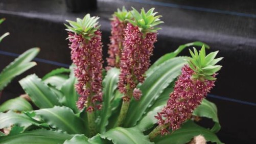 Eucomis Aloha Series: A New Bulb Crop For Containers