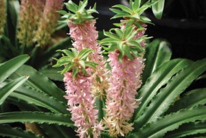 Eucomis Aloha Series