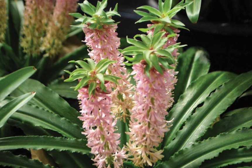 Eucomis Aloha Series