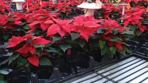 Using Bench Top Heating With Reduced Air Temperature During Poinsettia Cold Finish