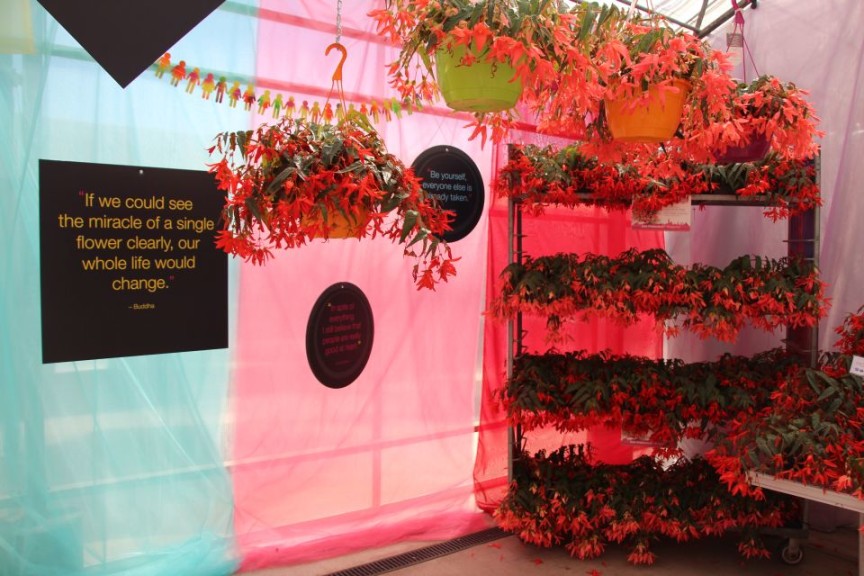 A single flower is miraculous