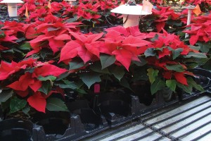 Poinsettia Cold Finish