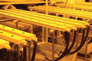 Hydroponic Basil Production