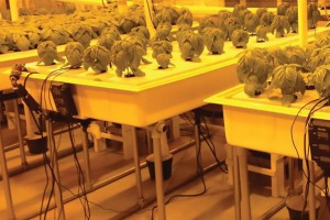 Hydroponic Basil Production