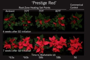 Poinsettia Cold Finish
