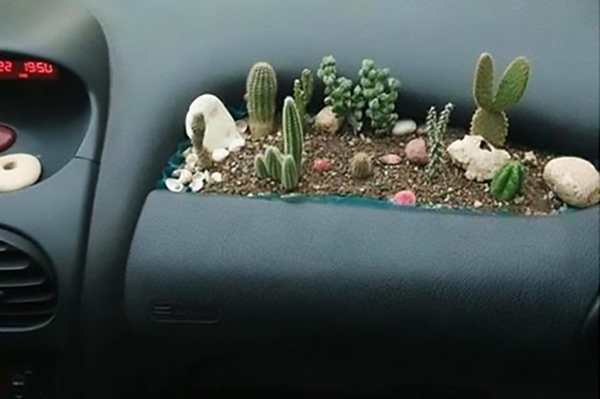How About A Dashboard Of Succulents?