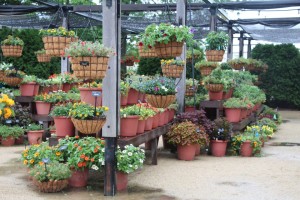 Start displays hanging baskets at more than one height.