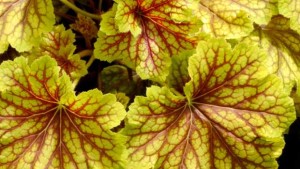 14 New Perennials For Containers, Pollinators, Beds And Borders