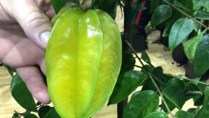 University Of Florida Research Shows Consumers Value Local And Organic When Buying Fruit-Producing Plants