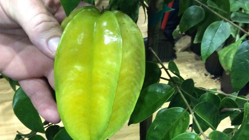 University Of Florida Research Shows Consumers Value Local And Organic When Buying Fruit-Producing Plants