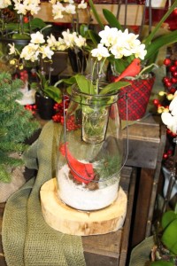 Tip 8: Holiday decor with a live plant