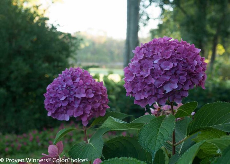 12 Shrubs, Sub-Shrubs And Vines For 2016