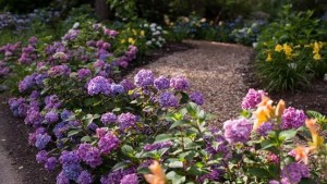 New Hydrangea Test Garden Announced For Heritage Museums And Gardens In Massachusetts