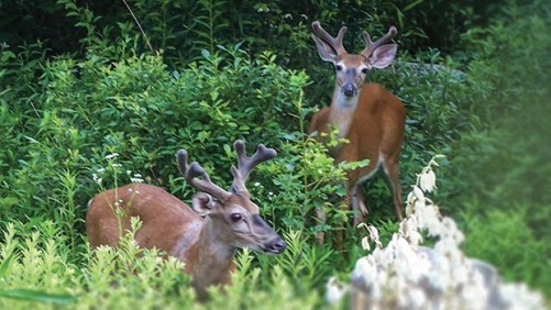 How To Stop Deer From Eating Up Your Plant Profits