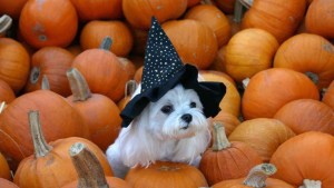 How Garden Retailers Attract Customers For Halloween