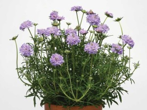 Scabiosa Flutter (Darwin Perennials)