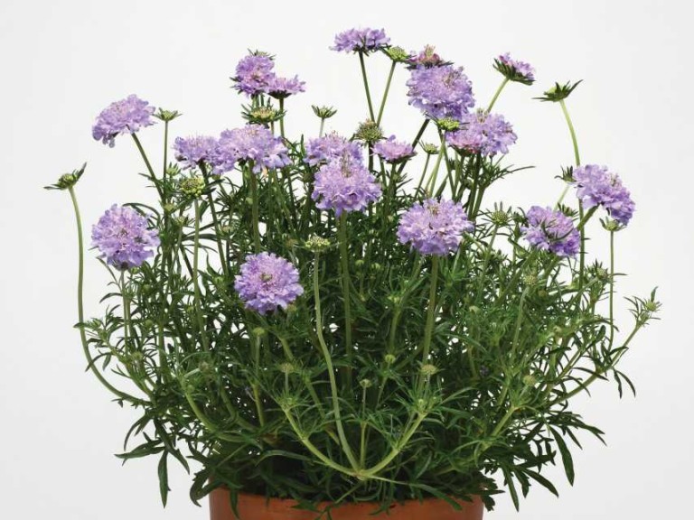 Scabiosa Flutter (Darwin Perennials)
