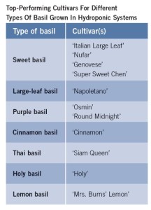 Hydroponic Basil Production