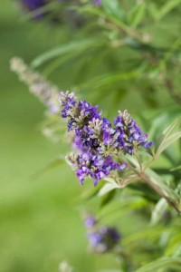 12 Shrubs, Sub-Shrubs And Vines For 2016