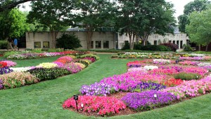 2015 Dallas Arboretum (Dallas, Texas) Field Trials Results