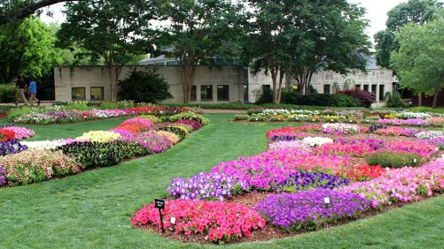 2015 Dallas Arboretum (Dallas, Texas) Field Trials Results