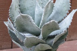 12 Succulents And Miniatures